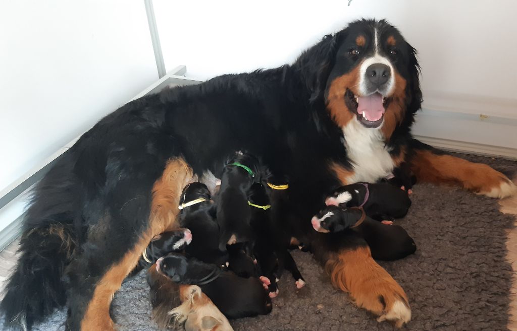 chiot Bouvier Bernois La vallée de l'echiquier