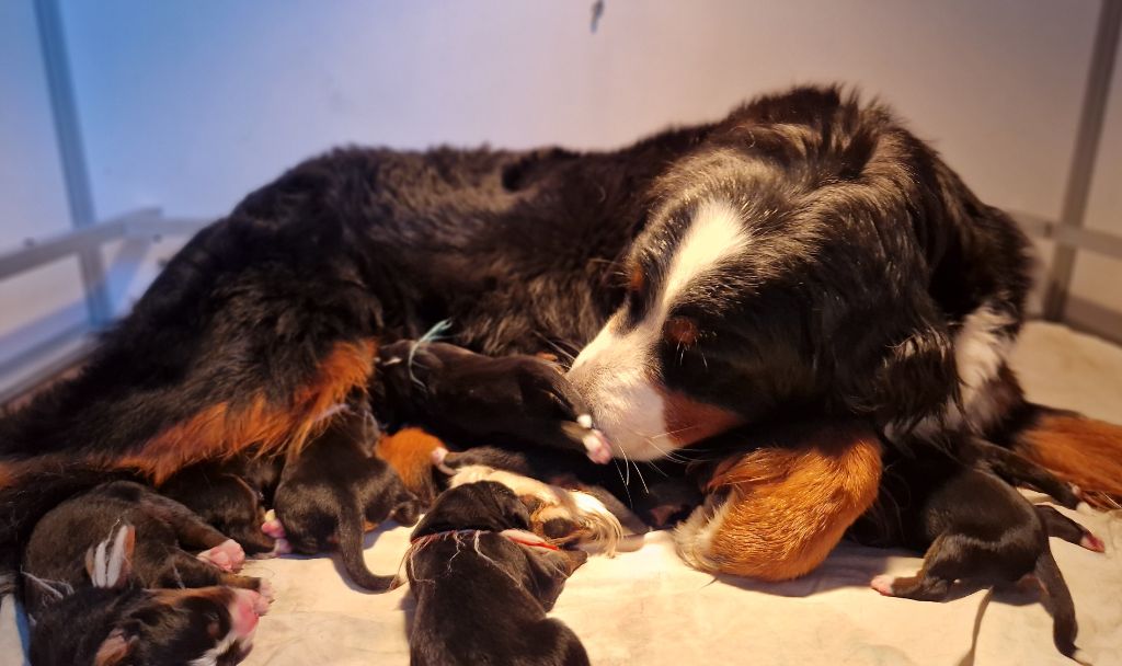 chiot Bouvier Bernois La vallée de l'echiquier