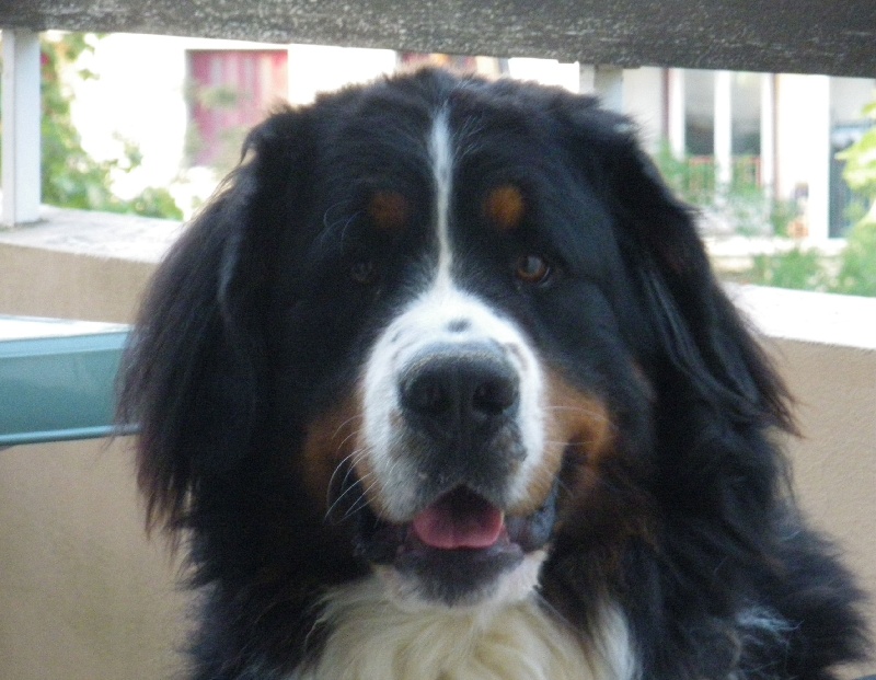 Elvis de La vallée de l'echiquier