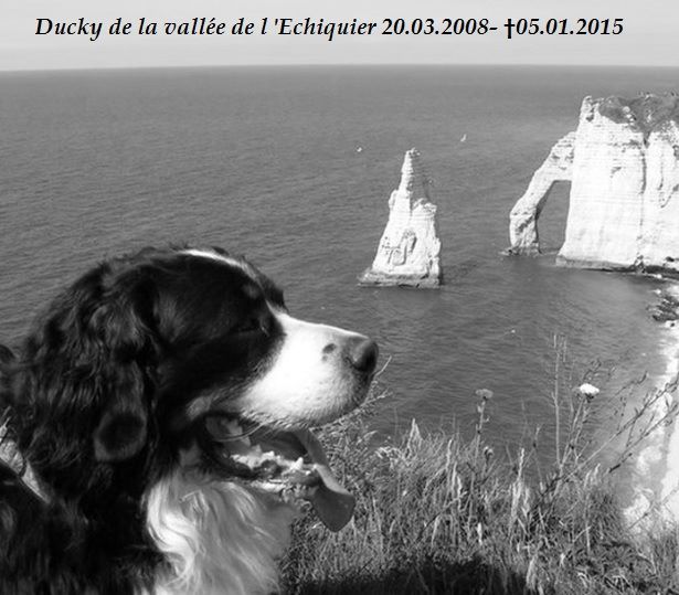 Ducky de La vallée de l'echiquier