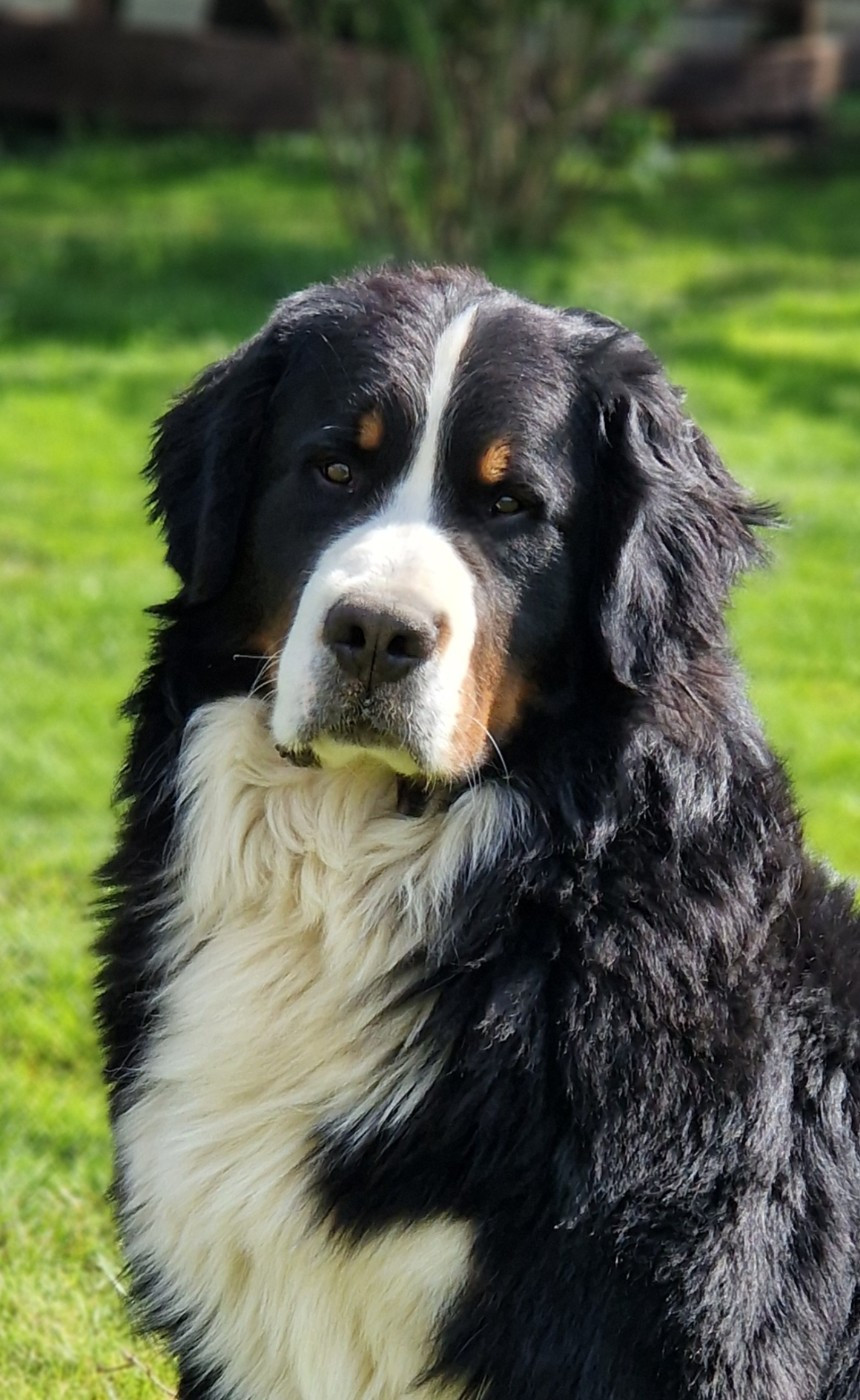 Rufin bernenska sfora