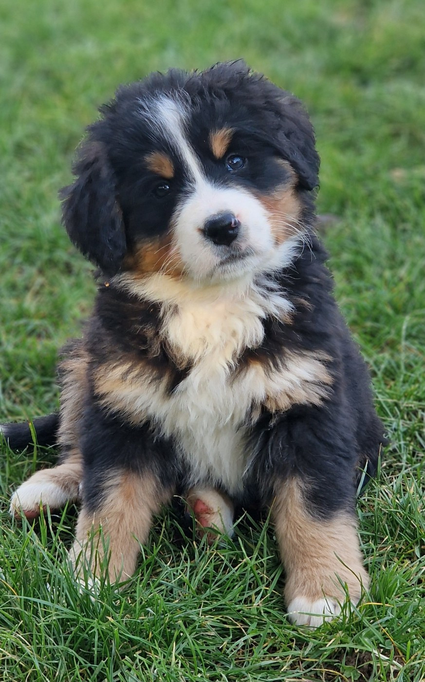 Alpine de La vallée de l'echiquier
