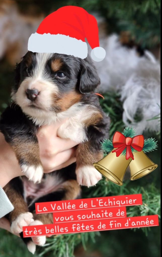 La vallée de l'echiquier - Bonnes fêtes de fin d'année