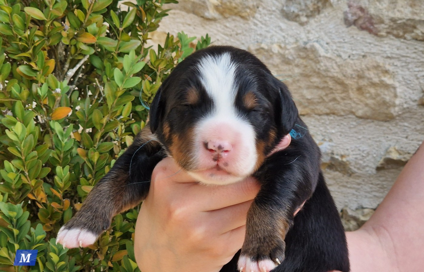 La vallée de l'echiquier - Chiots disponibles - Bouvier Bernois