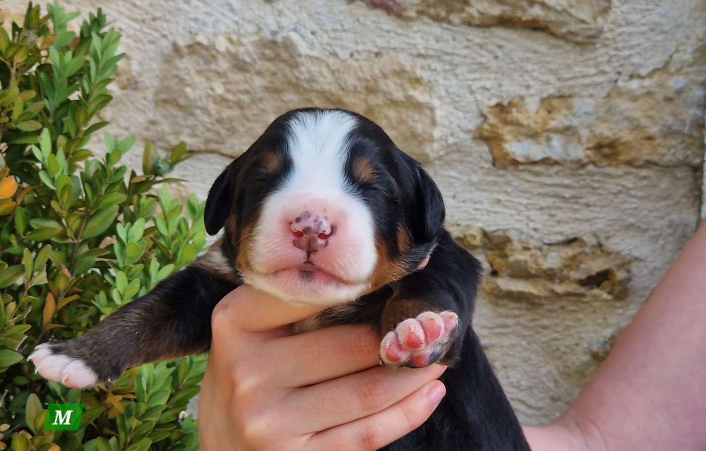 La vallée de l'echiquier - Chiots disponibles - Bouvier Bernois
