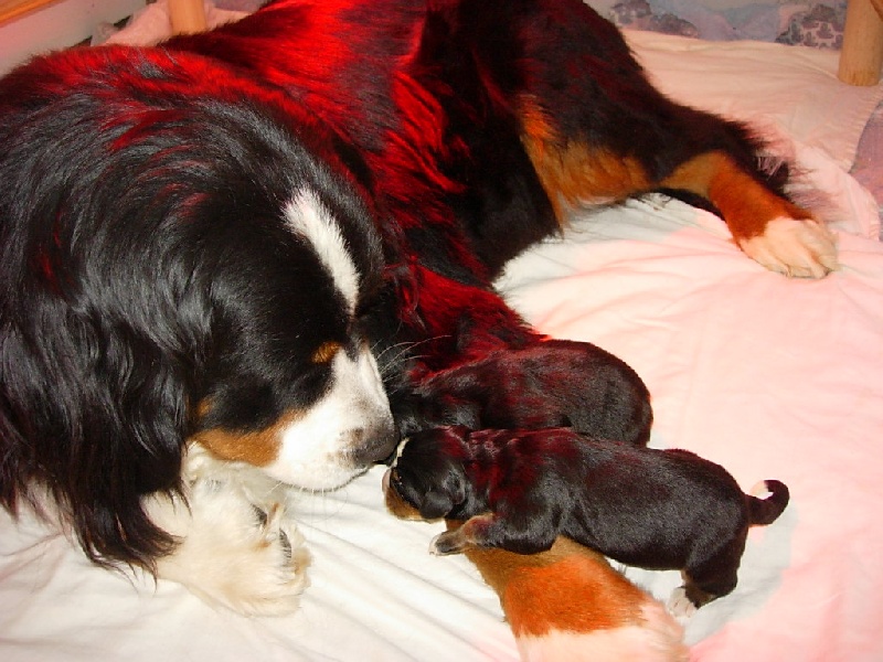 Chiot Bouvier Bernois La vallée de l'echiquier