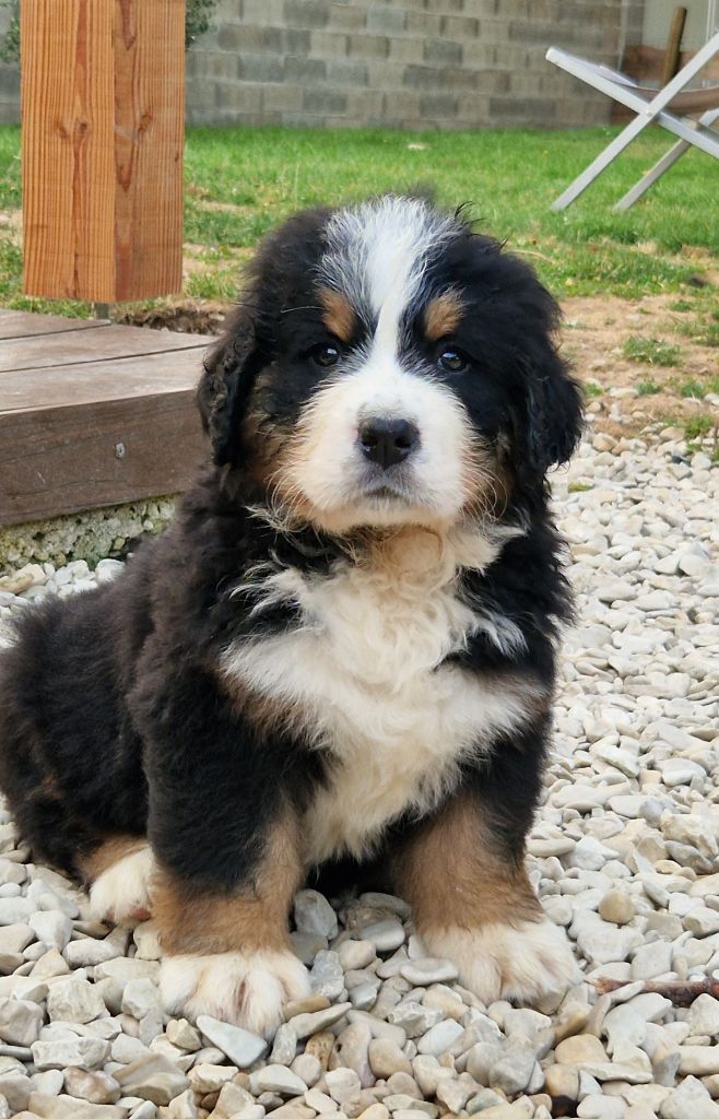 La vallée de l'echiquier - Chiots disponibles - Bouvier Bernois
