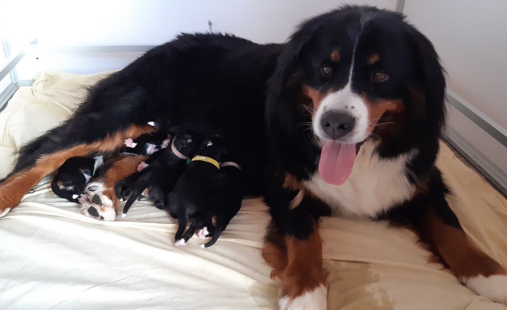 Chiot Bouvier Bernois La vallée de l'echiquier