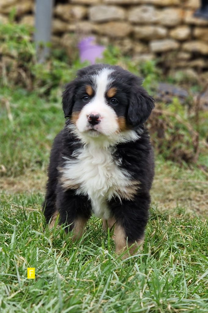 La vallée de l'echiquier - Chiots disponibles - Bouvier Bernois