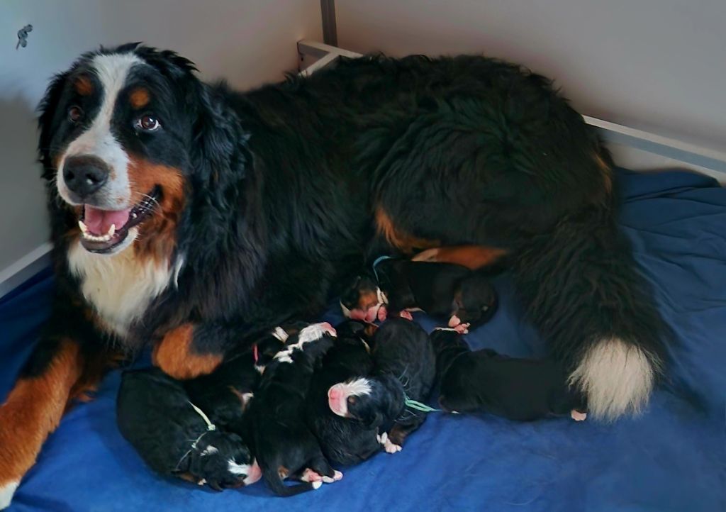 Chiot Bouvier Bernois La vallée de l'echiquier