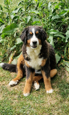 Vaia